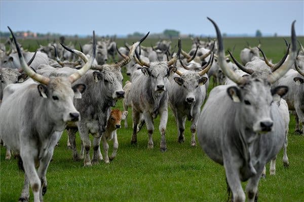 Őshonos állattartó telepeket újít fel a Kiskunsági Nemzeti Park Igazgatóság