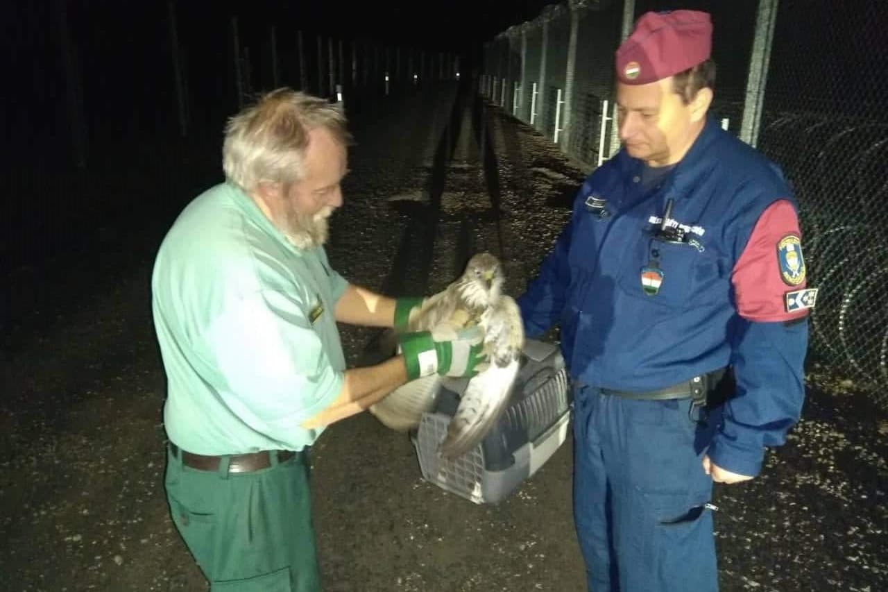 Védett madarat mentettek meg a rendőrök