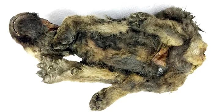 Tizennyolcezer éve élt Dogor, a „kölyökkutya”