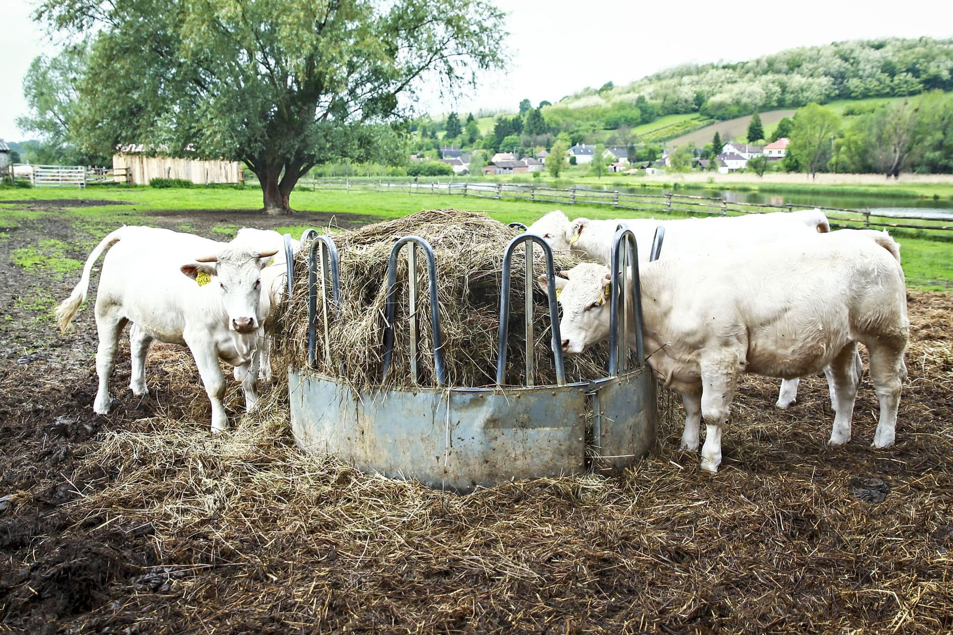 Agrárminisztérium: A magyar állattenyésztés alkalmazkodóképessége reményt ad a sikeres jövőre