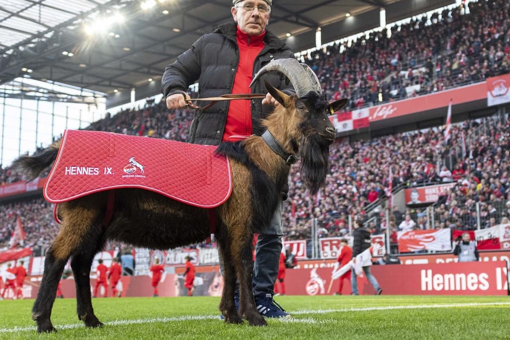 Tizenkét év után először futballozik kabalakecskéje nélkül a Köln