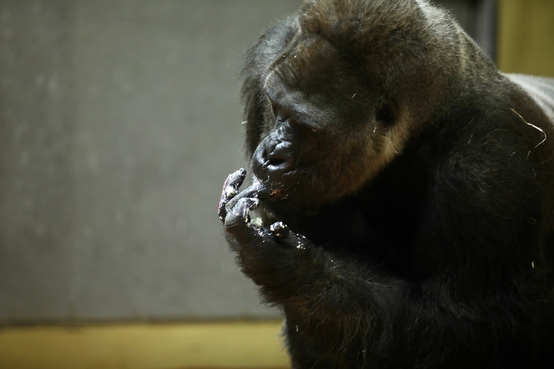 Golo gorilla születésnap