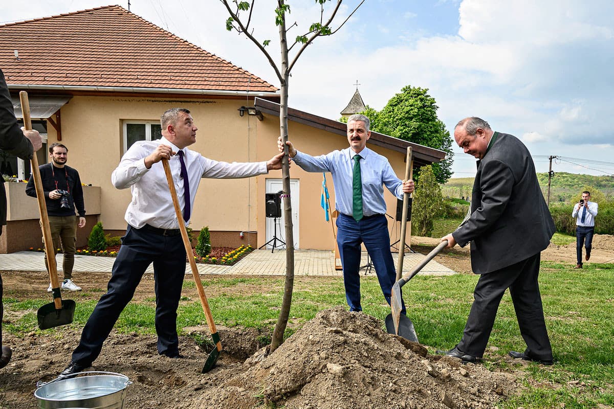Két év alatt  harminchatezer sorfát ültettek