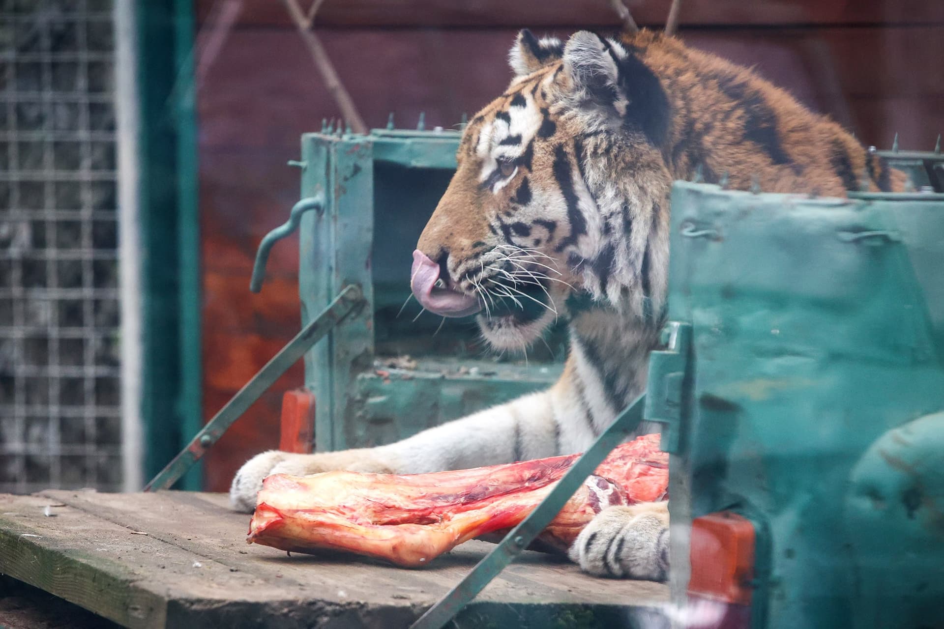 tigris állatkert