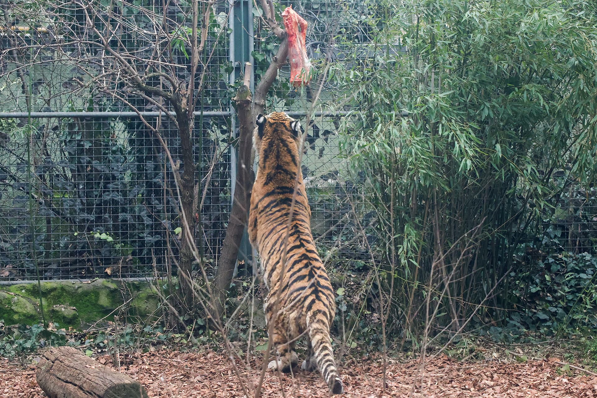 állatkert tigris