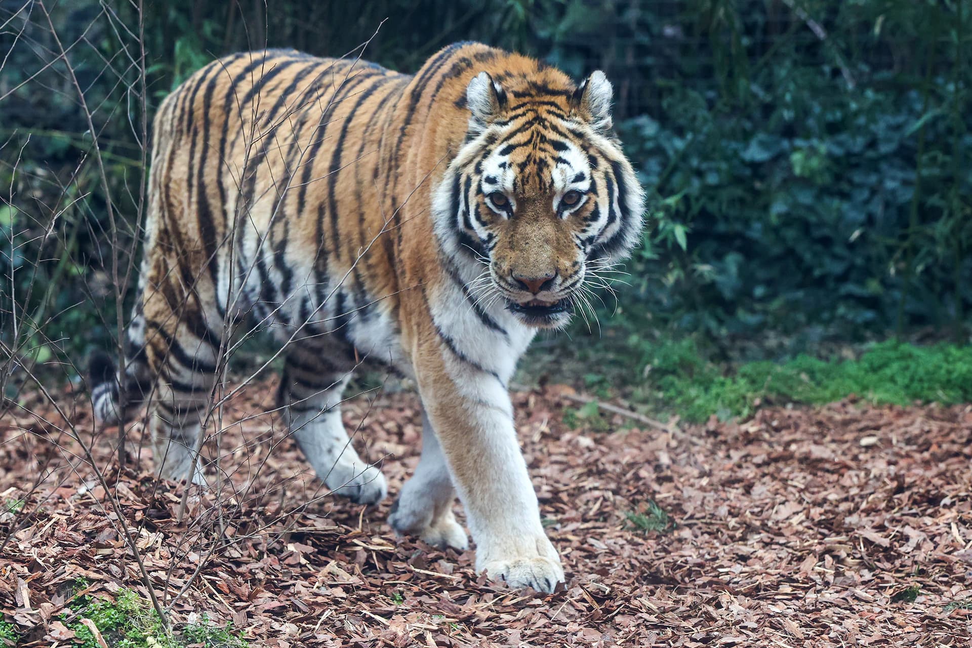 tigris állatkert
