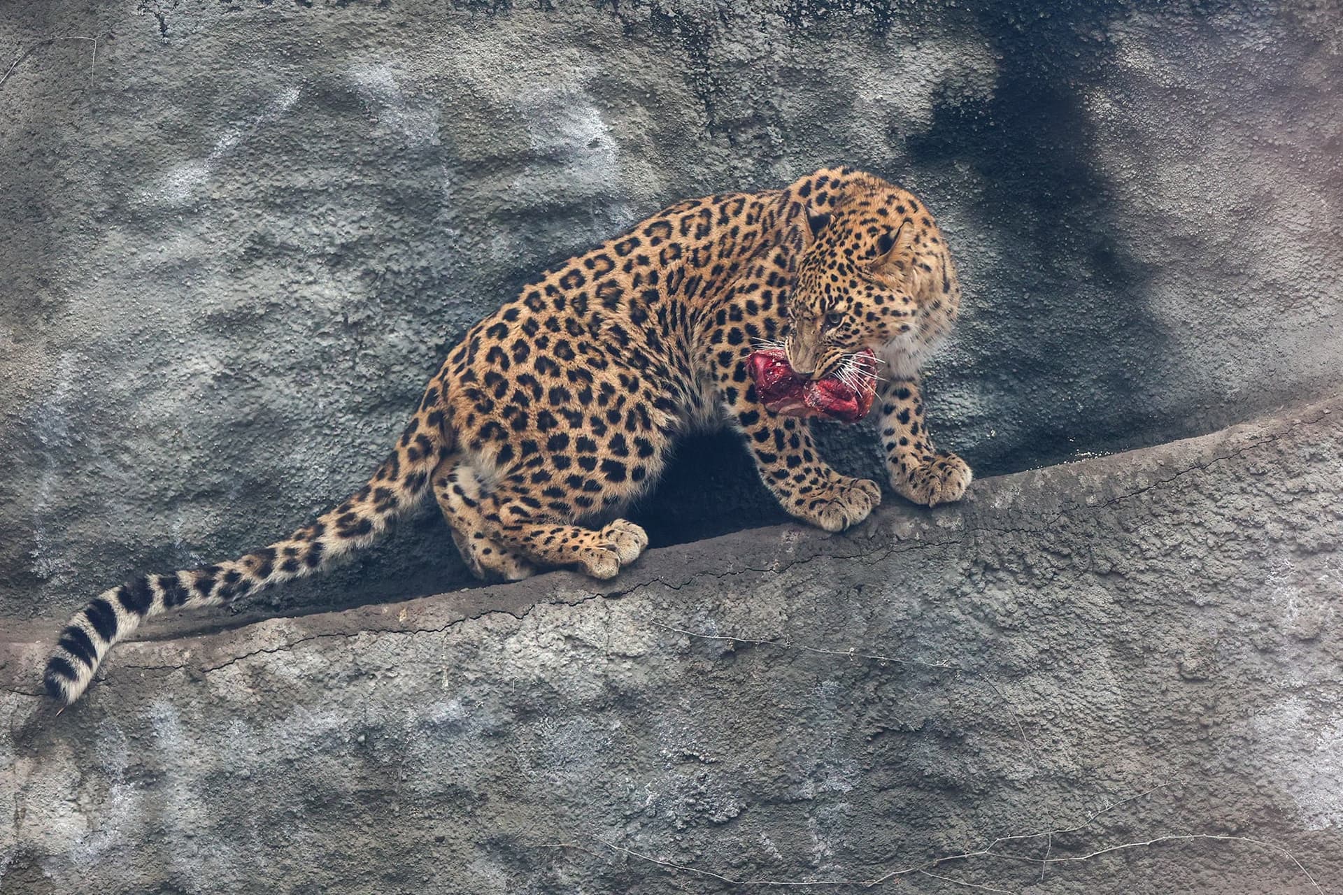 leopárd állatkert