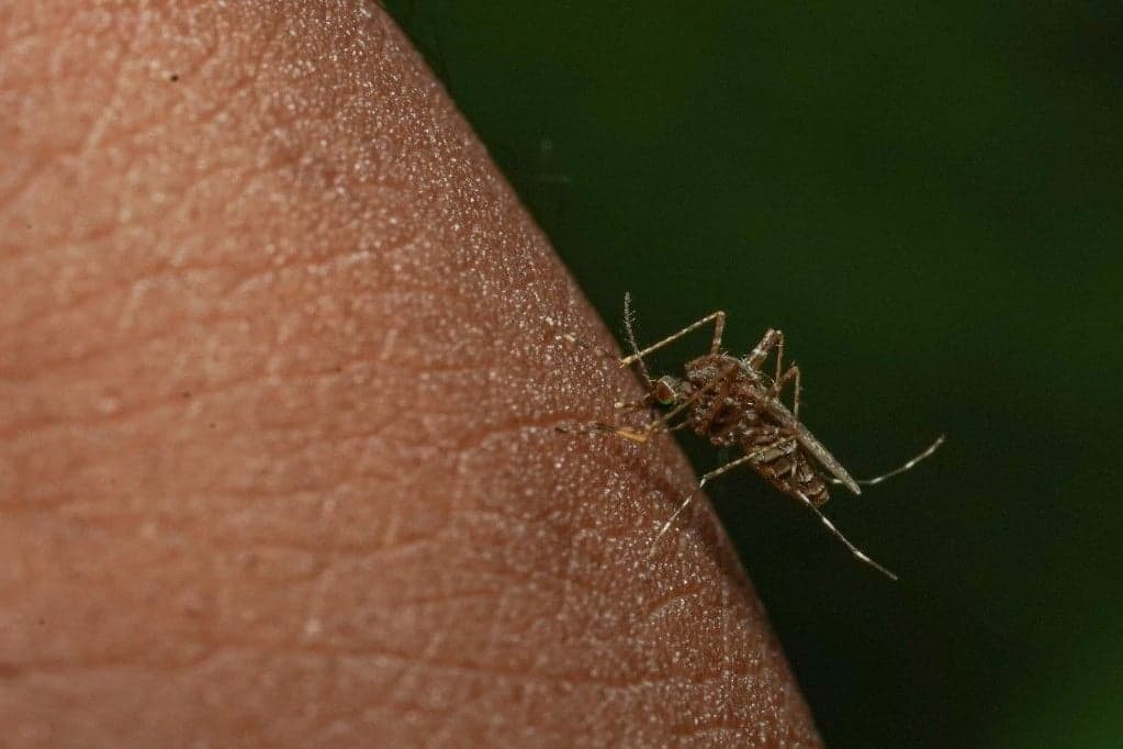 Hirtelen megnőtt a dengue-lázas esetek száma