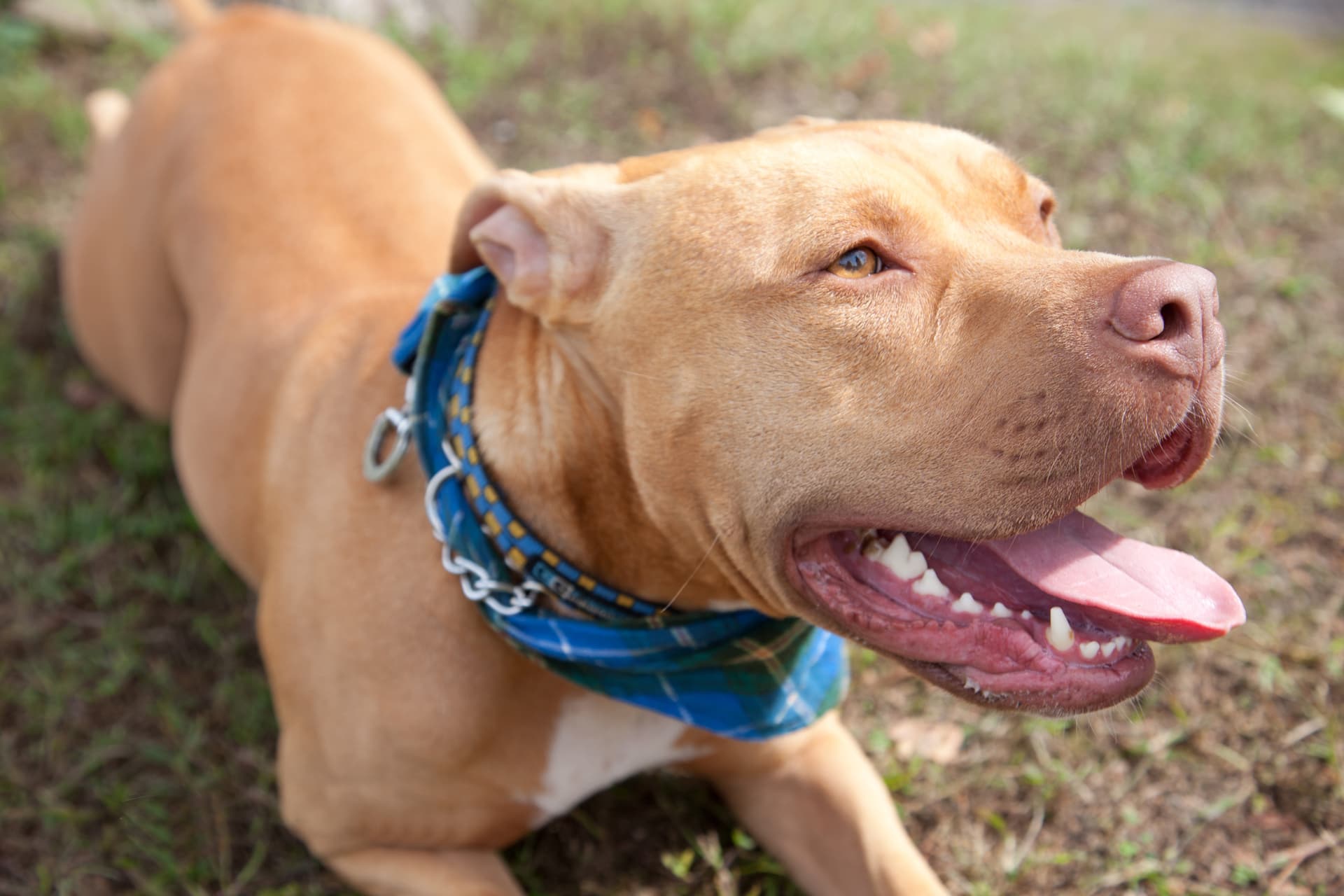 Hős pitbull mentett meg egy gyereket a mérges kígyótól