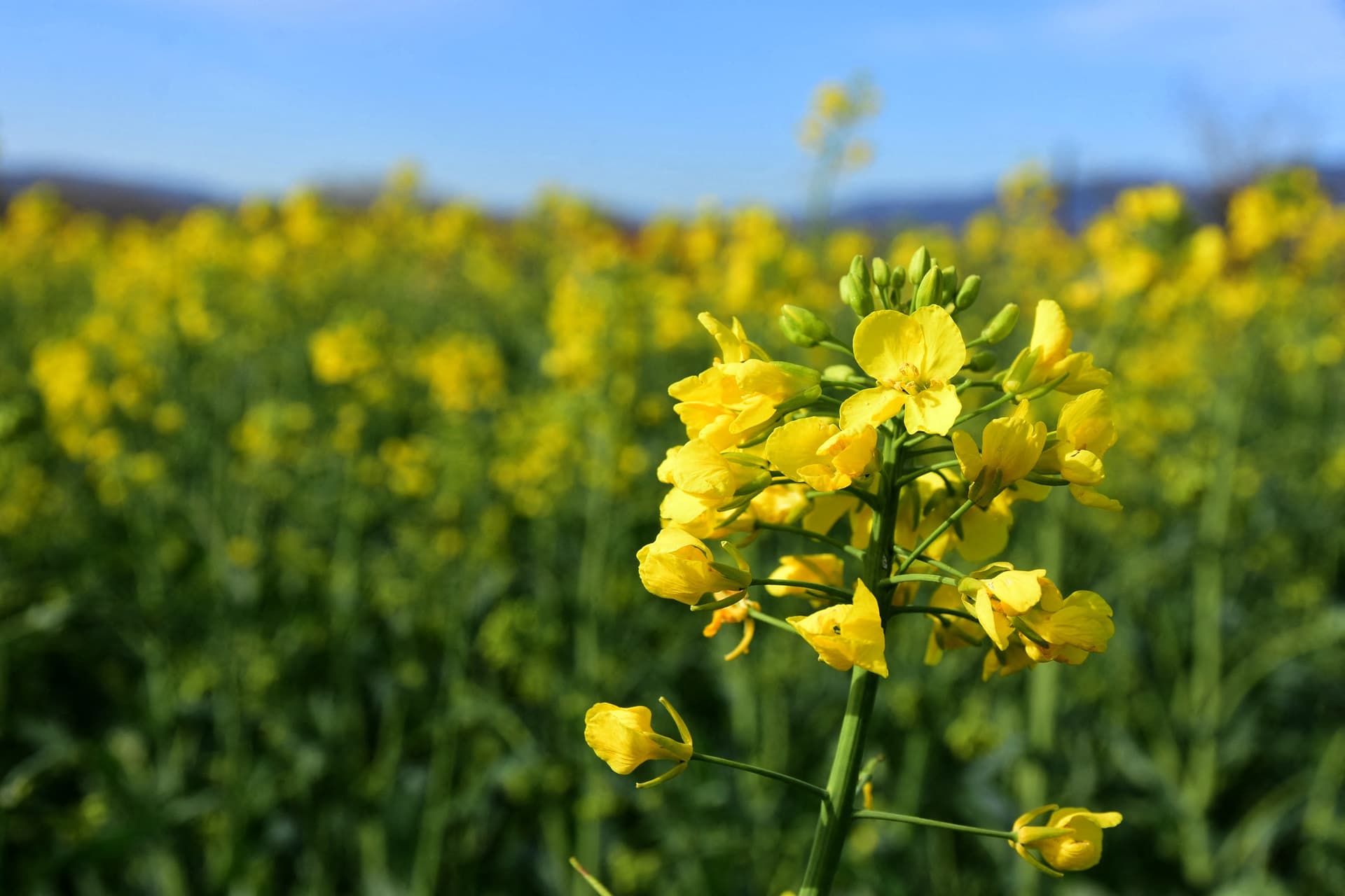 Extrém helyzet: vörösbe borult Magyarország pollen térképe
