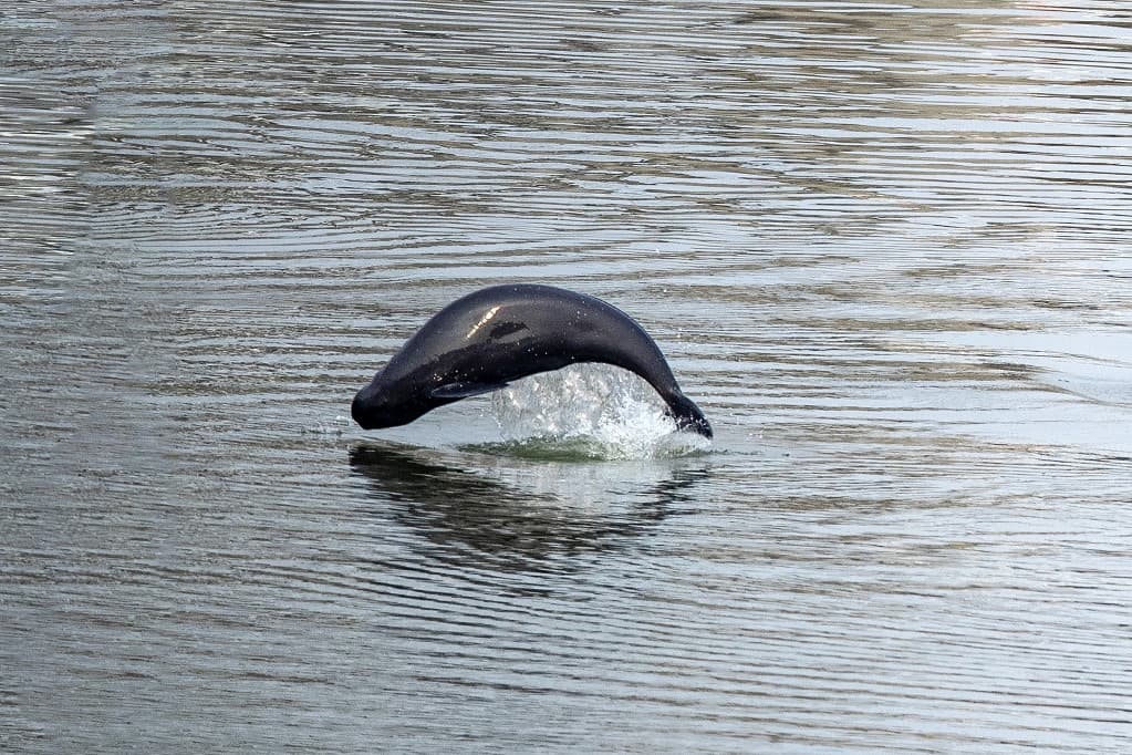 Delfinek vérengzését rögzítette egy túravezető Walesben + VIDEÓ