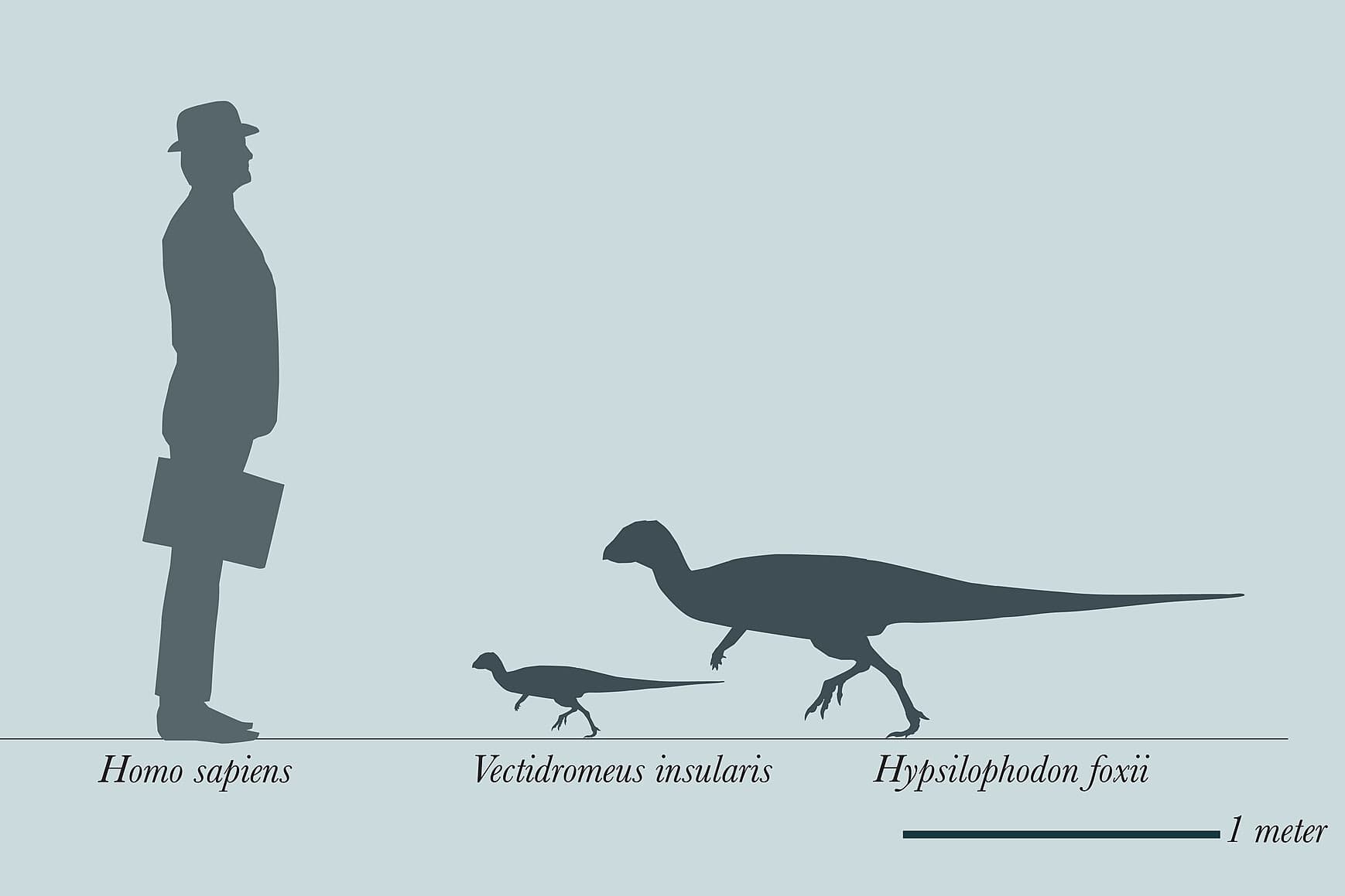 Új, csirkeméretű dinoszauruszt fedeztek fel