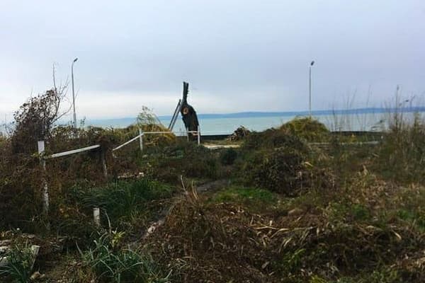 Megcsonkították a Balaton egyik ikonikus fűzfáját