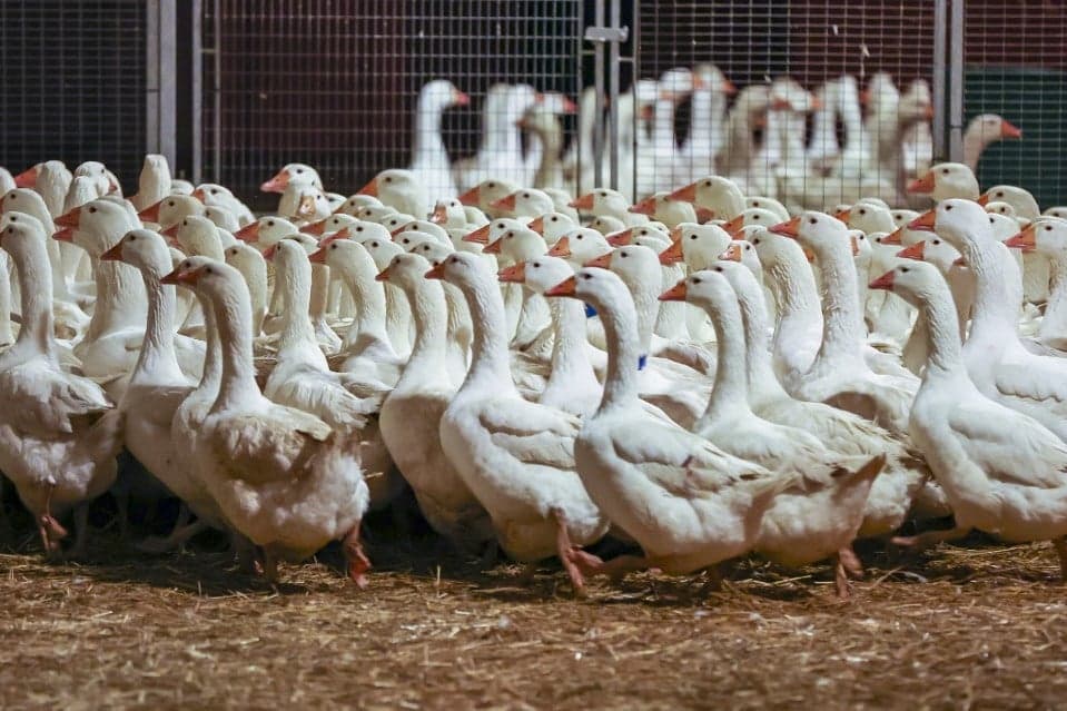 Megjelent a madárinfluenza egy Csongrád-Csanád gazdaságban