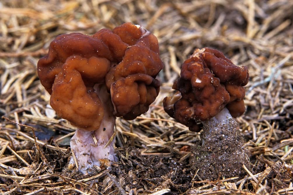 Hiába mérgező a papsapkagomba, a finnek akkor is megeszik