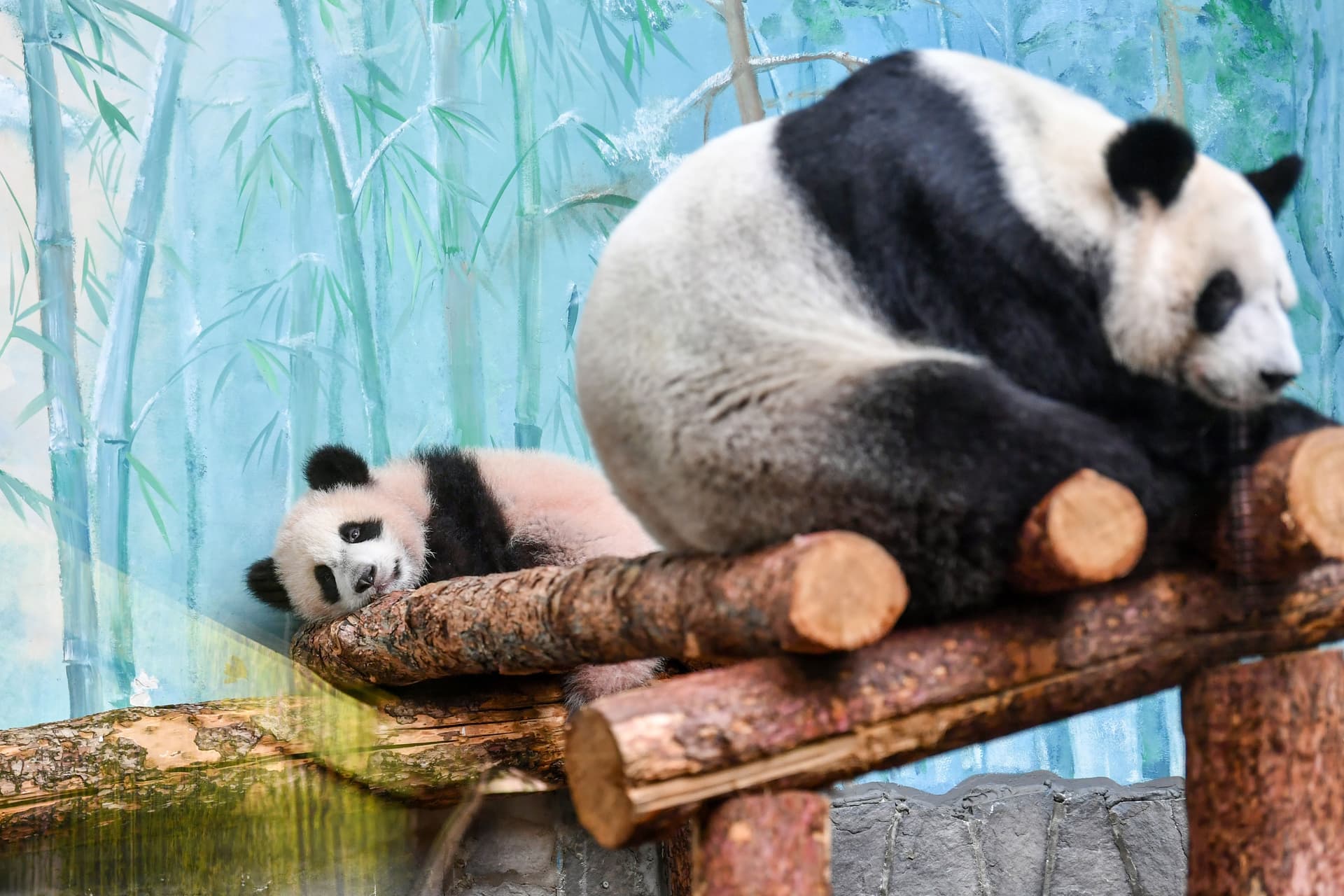 Pandaboccsal takarítani? Igazi képtelenség! + VIDEÓ