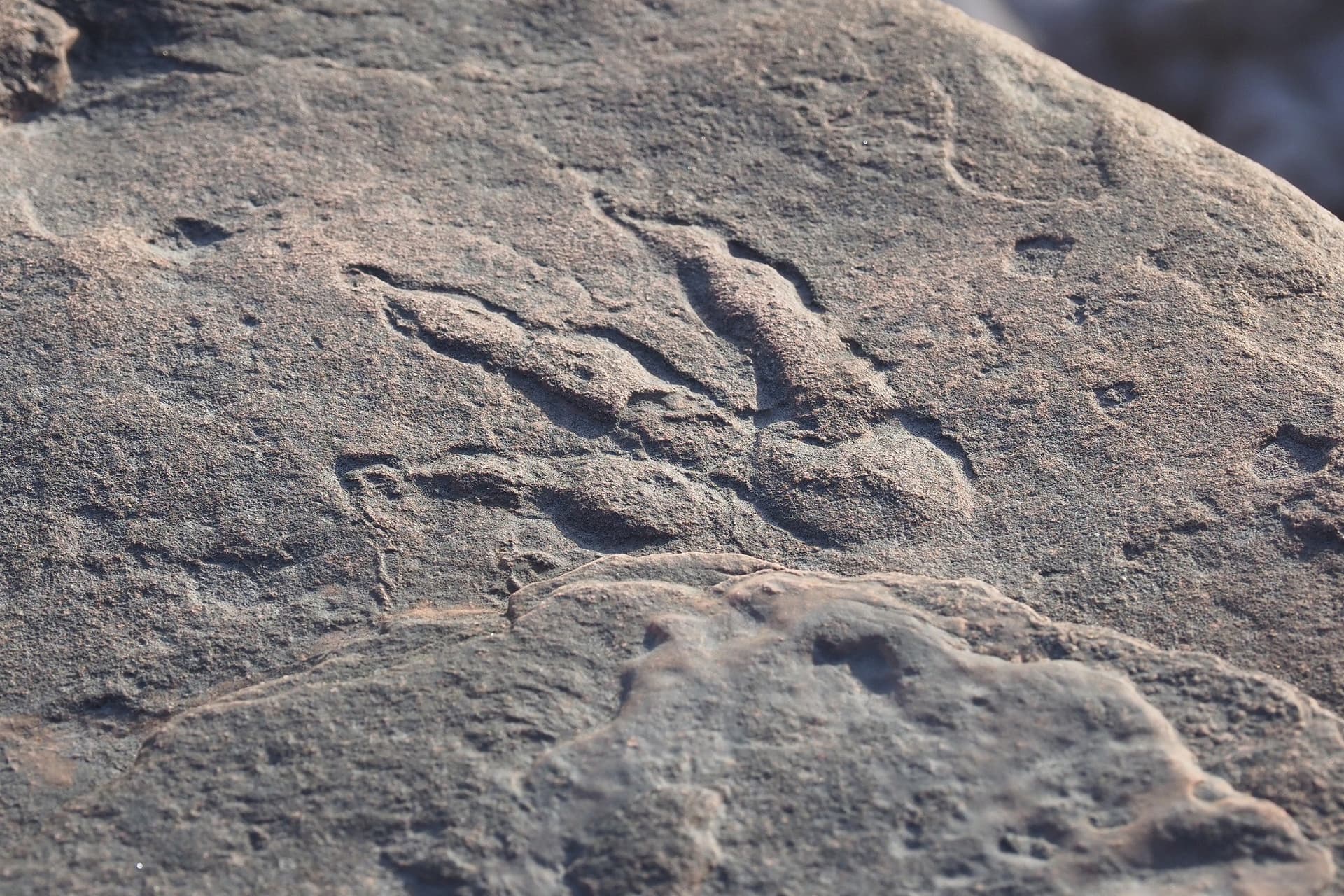 Apró dinoszauruszok lábnyomaira bukkantak