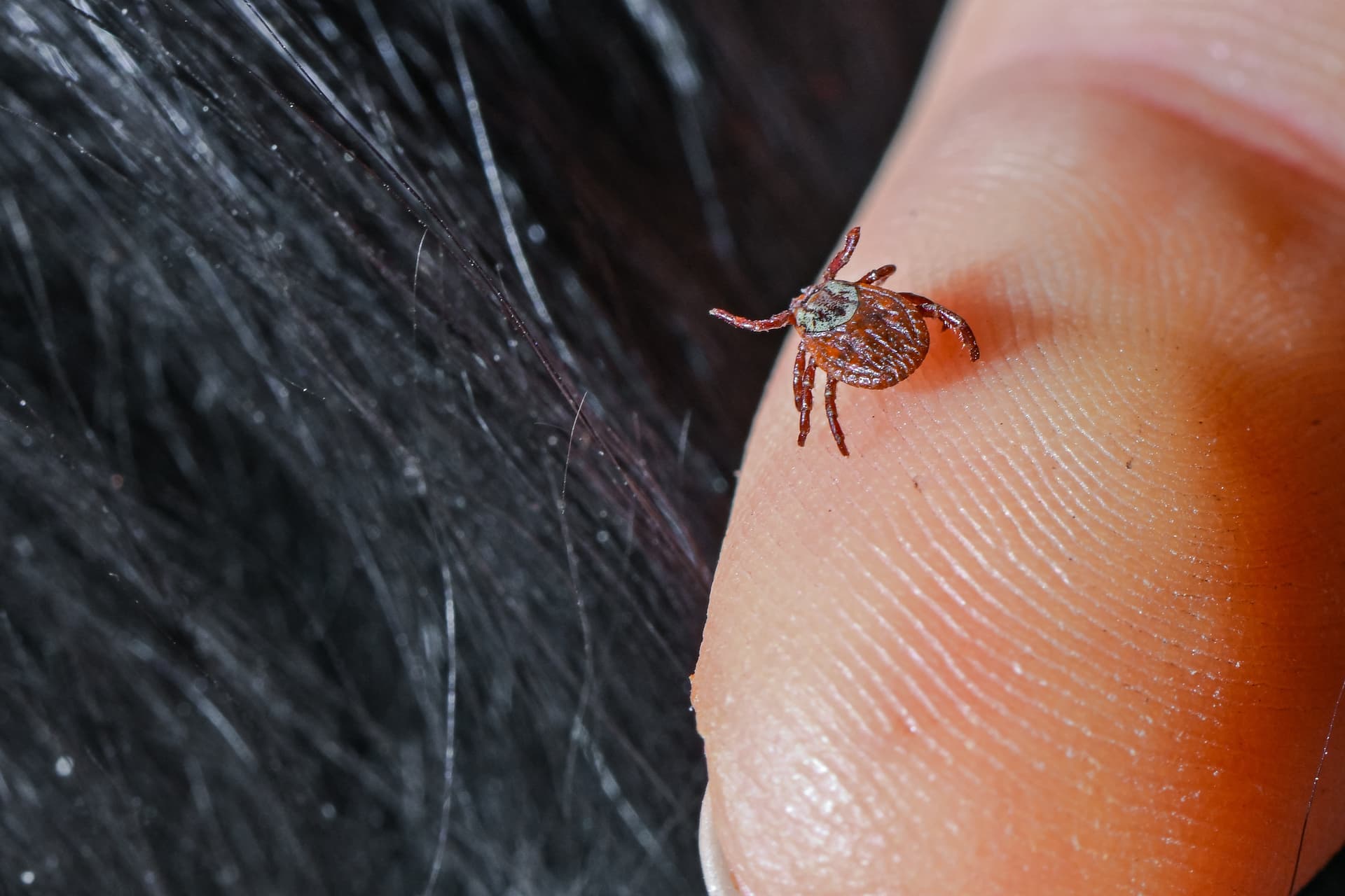 Szívünk ellensége a Lyme-karditisz