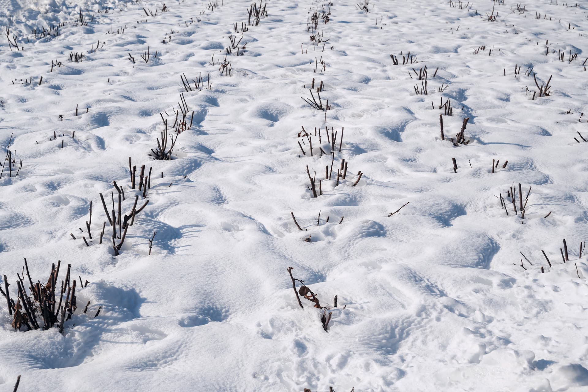 Kiderült, mennyire lesz kemény az idei tél