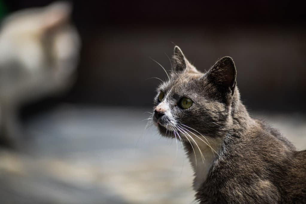 Rosszul teszi, ha a macskával ordibál