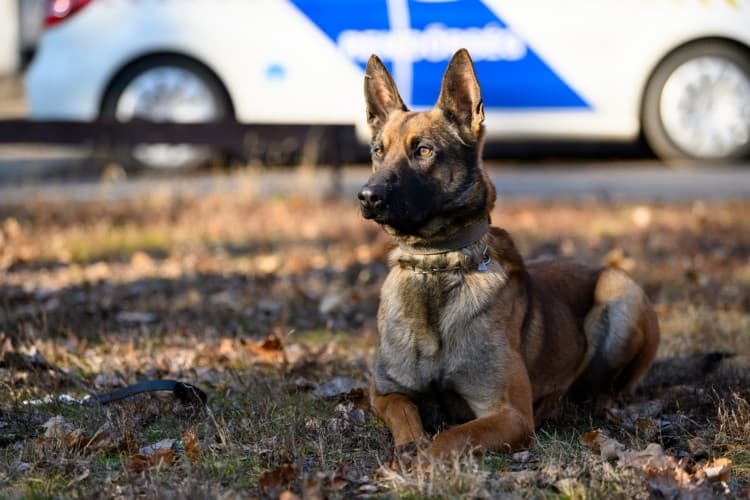 Kutyakiválasztás lesz a rendőrségen