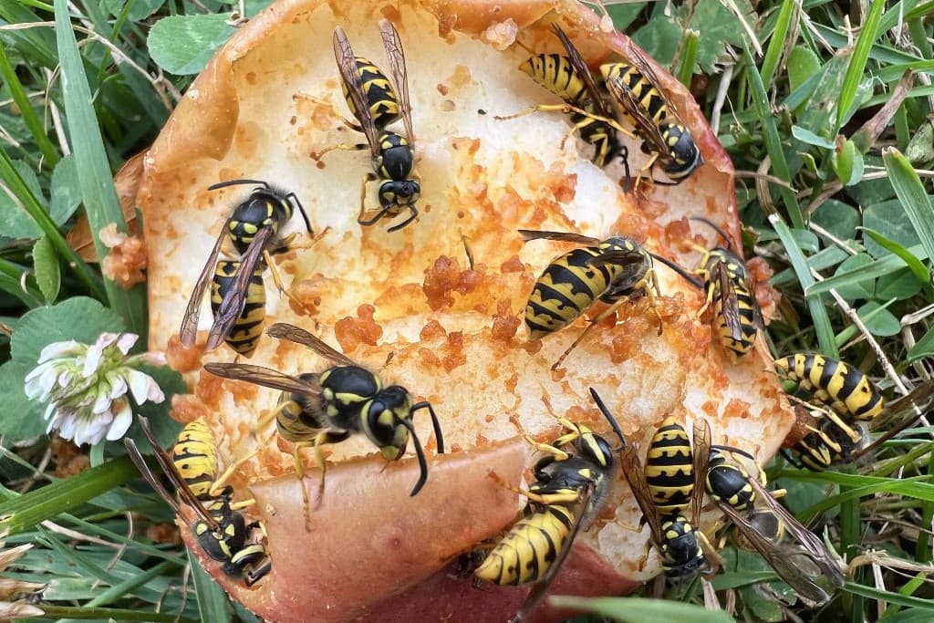 Ne próbáljunk házilag darazsakat irtani!