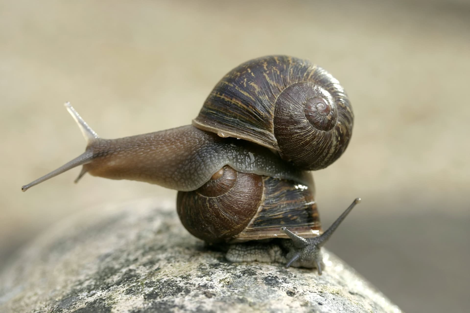 Új-Zélandon egy furcsa csigának keresnek egy párt