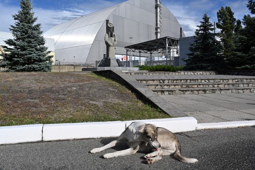 Kiderült a "mutáns" kék kutyák rejtélye Csernobilban