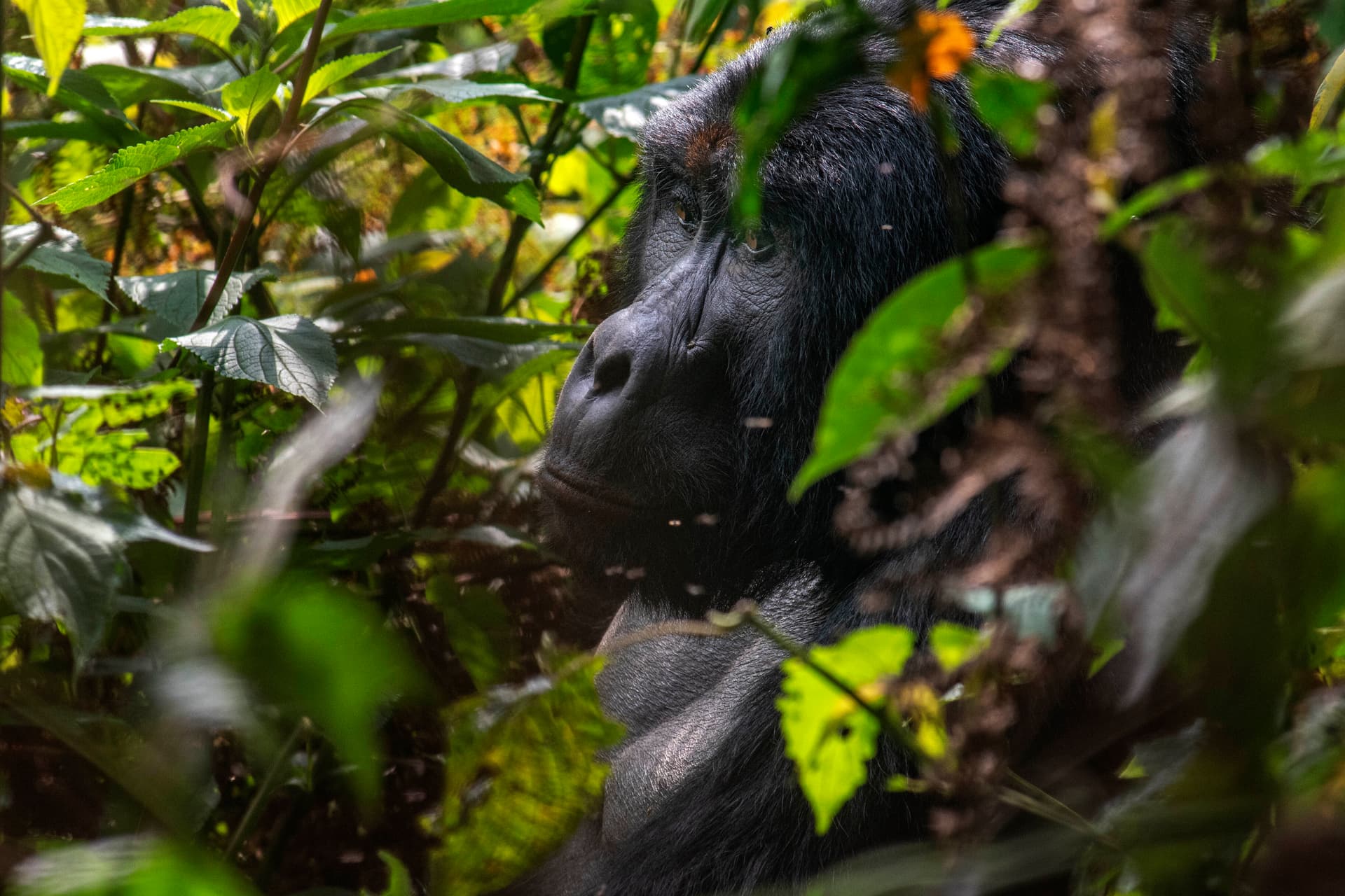 Hominin kontra hominid: mi a különbség?