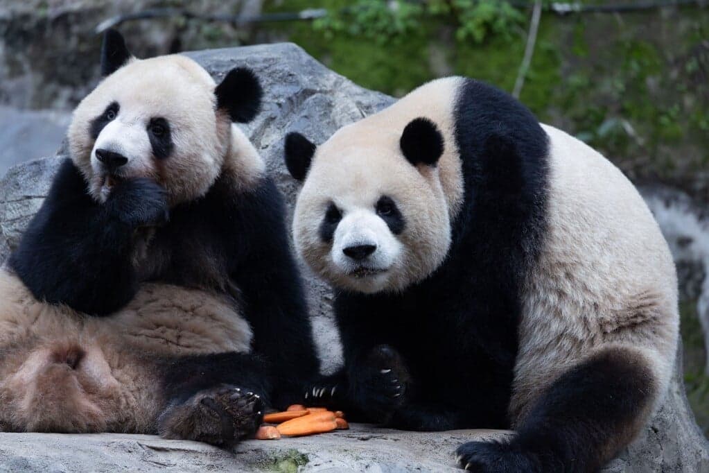 Miért fenyegeti a pandákat a kihalás?