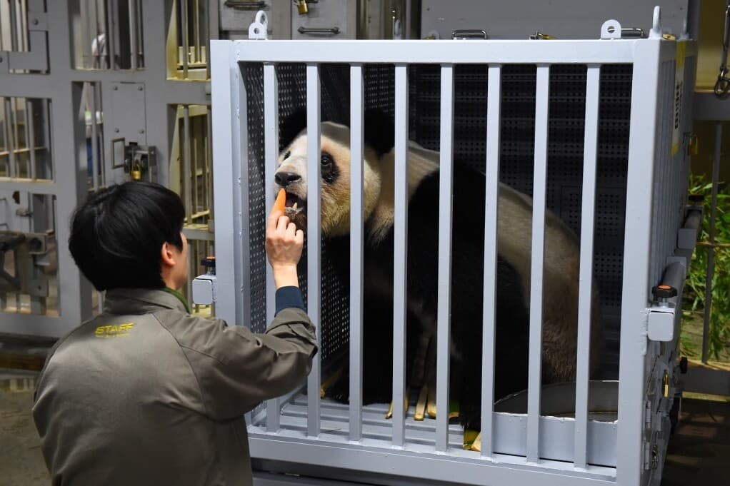 Panda nélkül maradt Japán