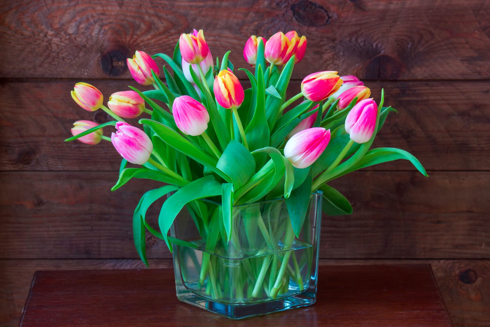 Hogyan őrizzük meg a tulipánok frissességét hosszabb ideig