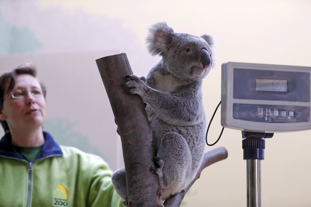 koala