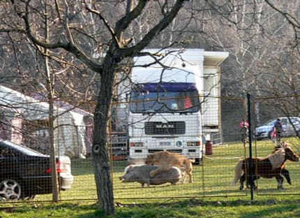 Oroszlánok