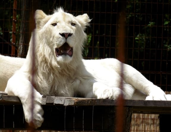 Magán Zoo kedvencei