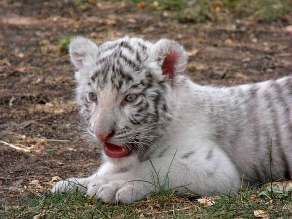 Magán Zoo kedvencei