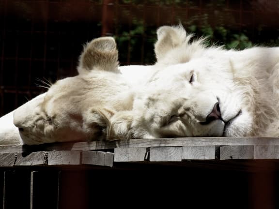 Magán Zoo kedvencei