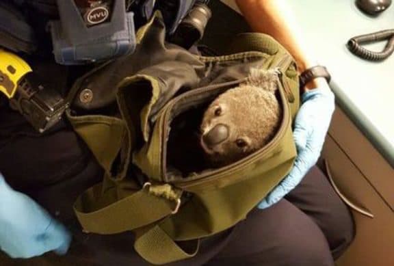 koala