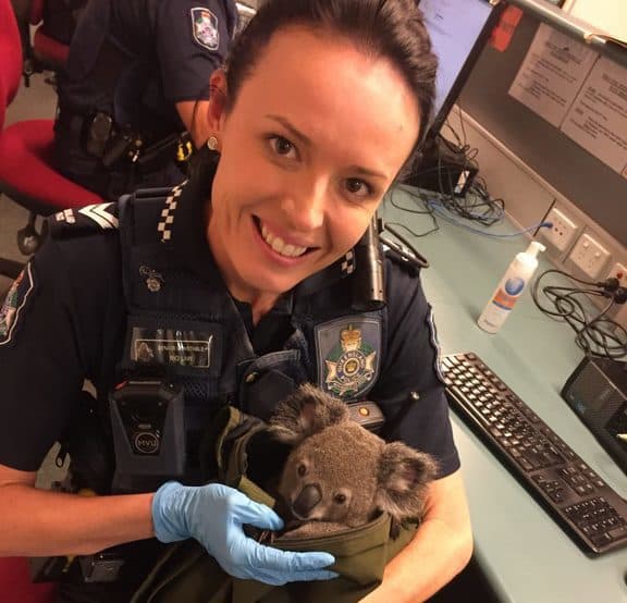 koala