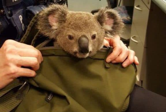 koala