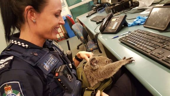 koala