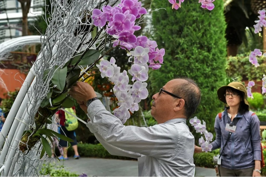 Megfejtették egy magányos orchidea titkát