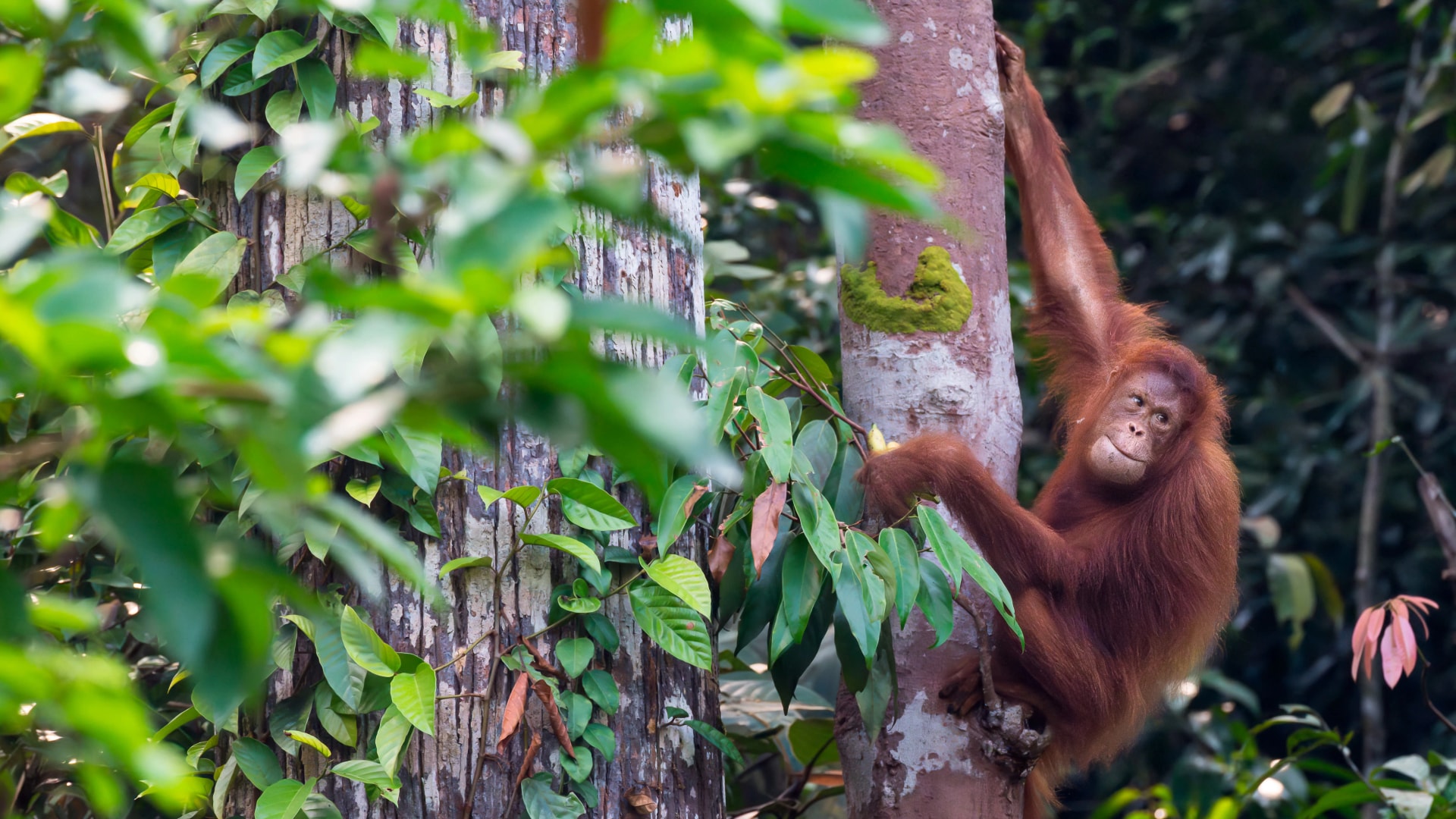 Orangutánt mentettek ki a borneói erdőtüzekből