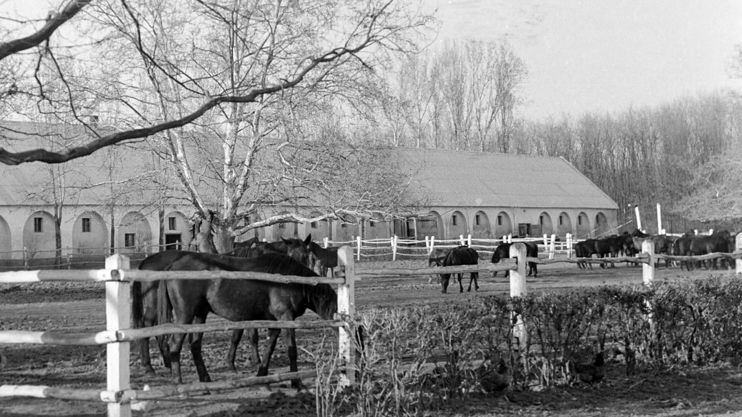 És akkor 175. – Istállóban