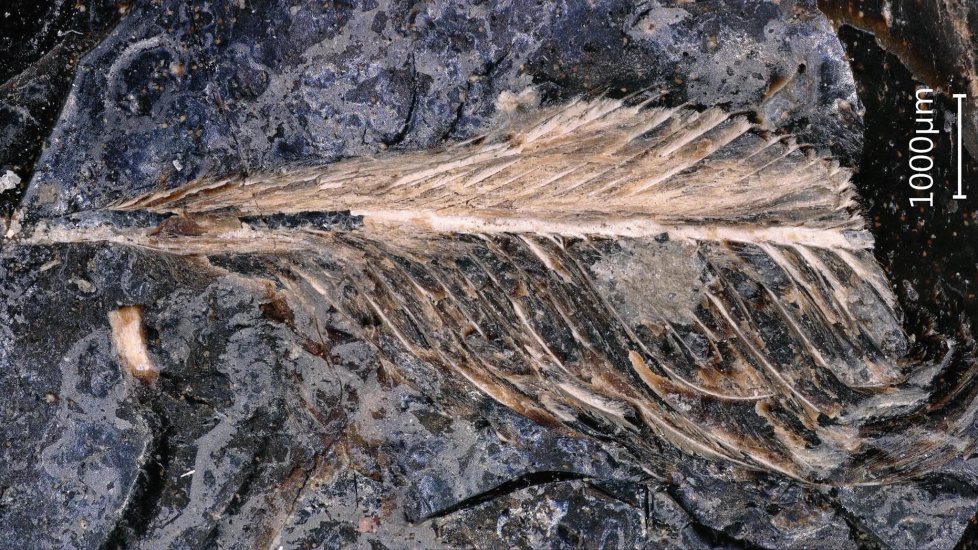Néhány madárfaj túlélte a dinoszauruszokat elpusztító aszteroidát