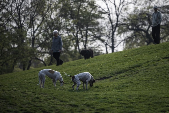 Rendkívül népszerű a Városliget kutyás élményparkja