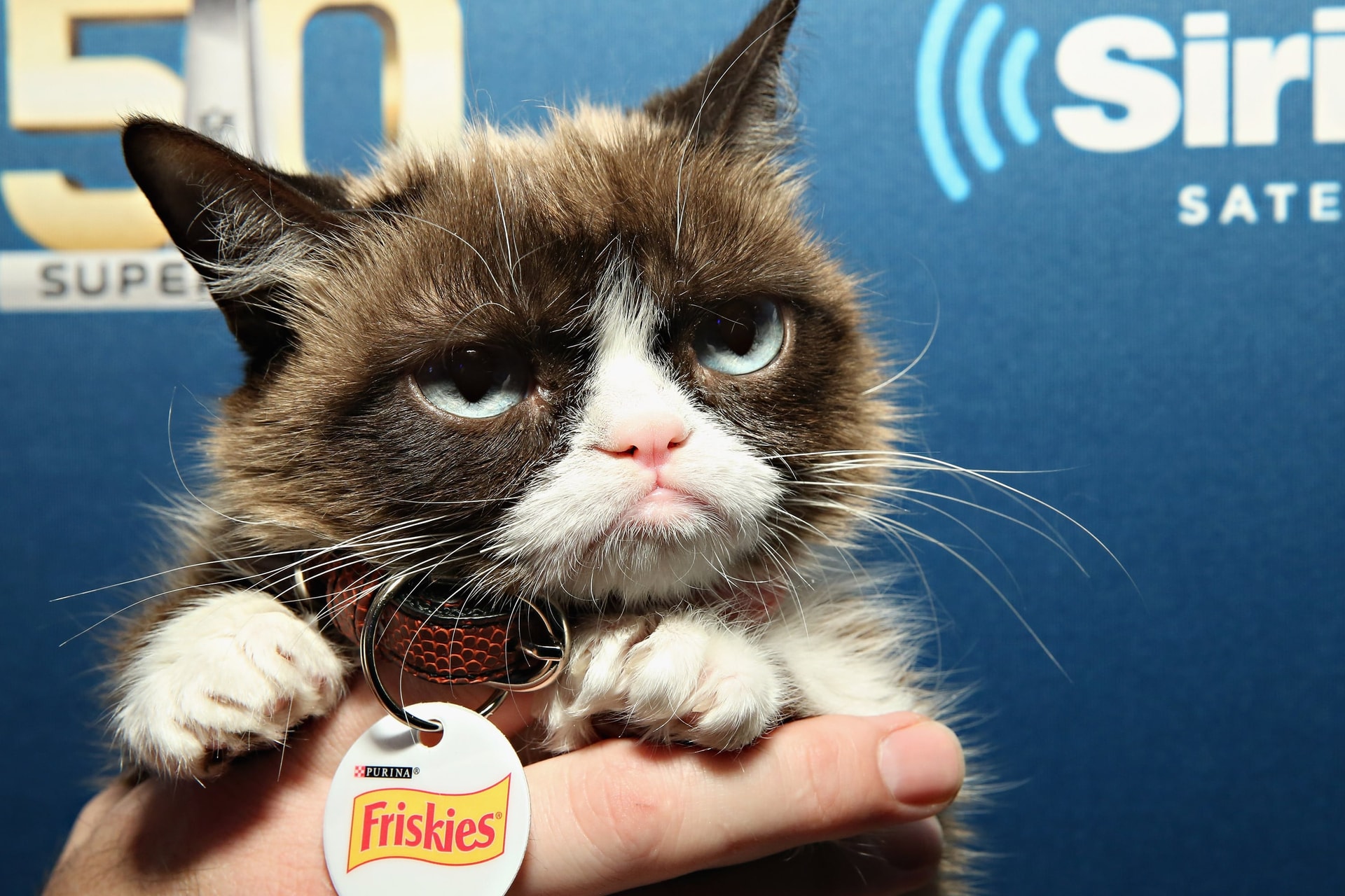 Meghalt Grumpy Cat