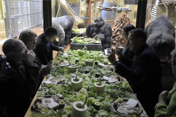 Gorillákkal reggeliztek állatvédők a budapesti állatkertben