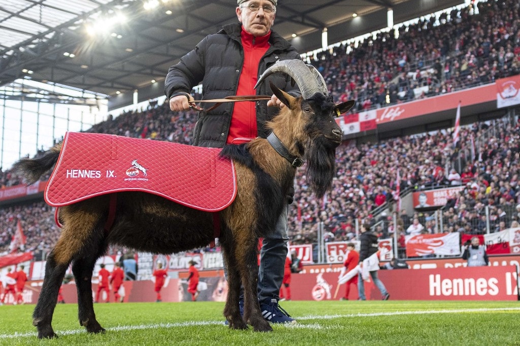 Tizenkét év után először futballozik kabalakecskéje nélkül a Köln