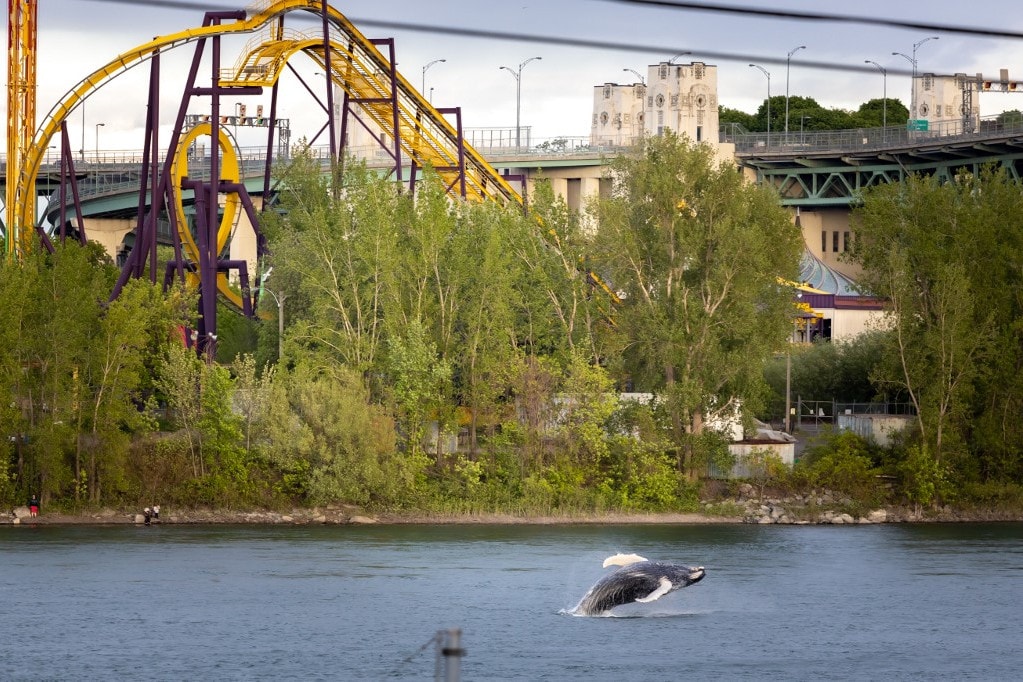 Elpusztult a Montrealba tévedt hosszúszárnyú bálna